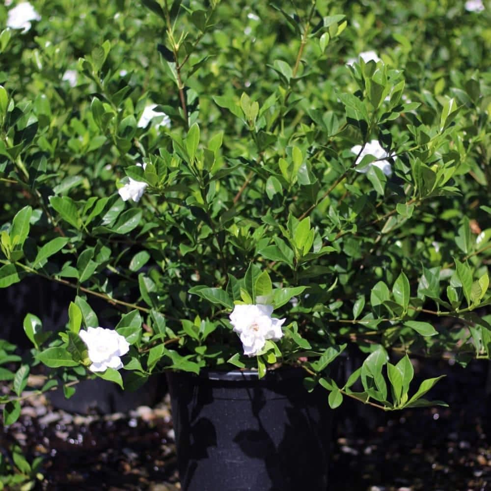 Gardenia