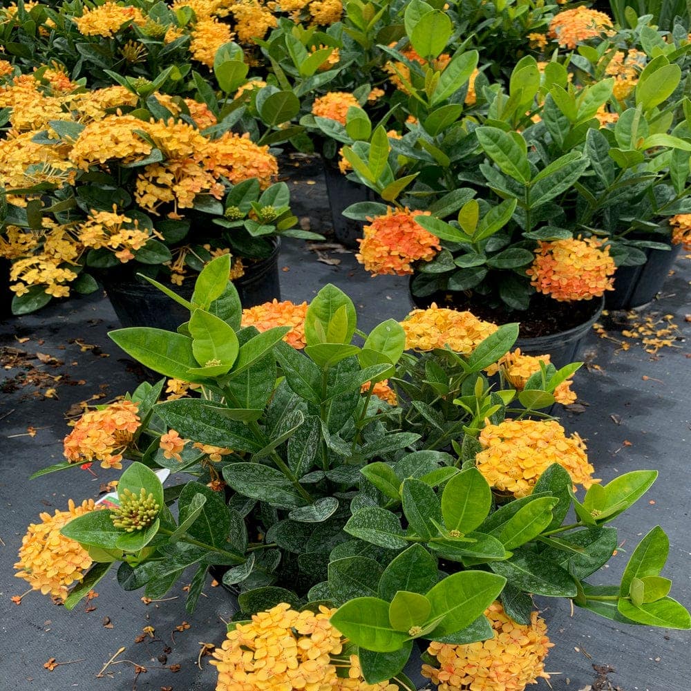 Ixora Nora Grant