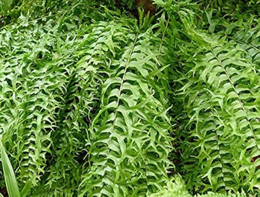 Fishtail Fern
