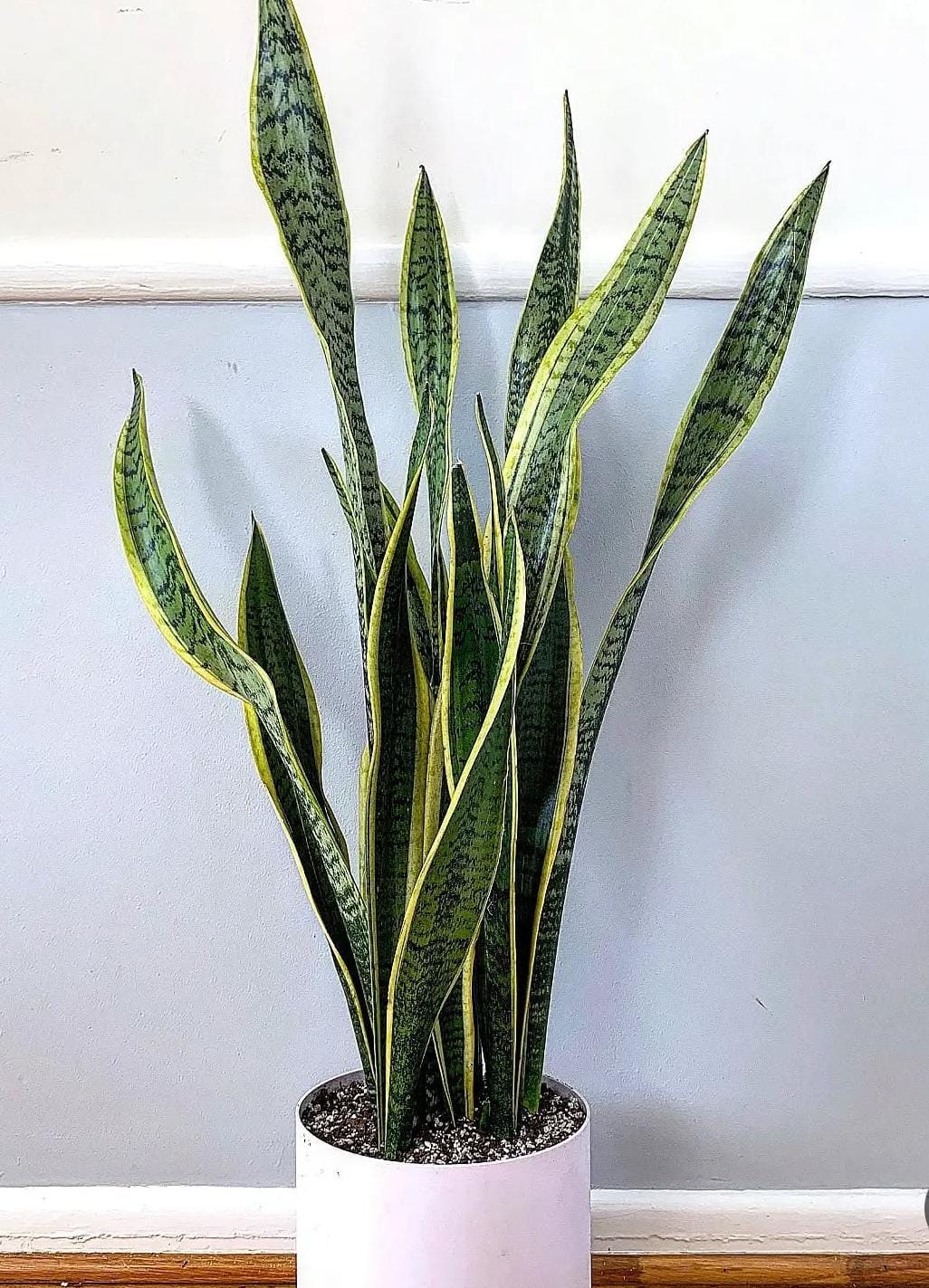 Sansevieria (Snake Plant)