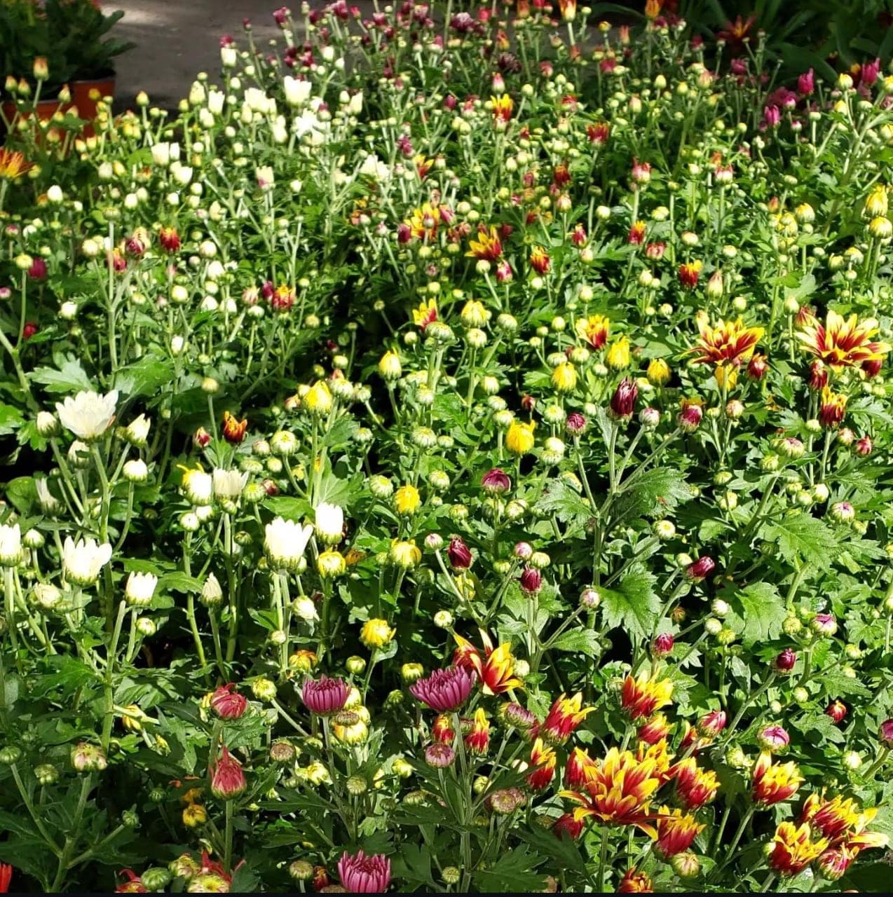 Chrysanthemum