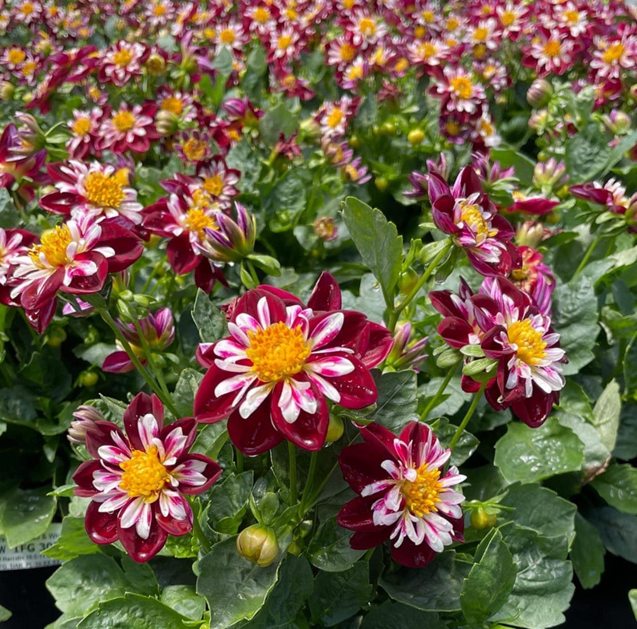 Dahlia