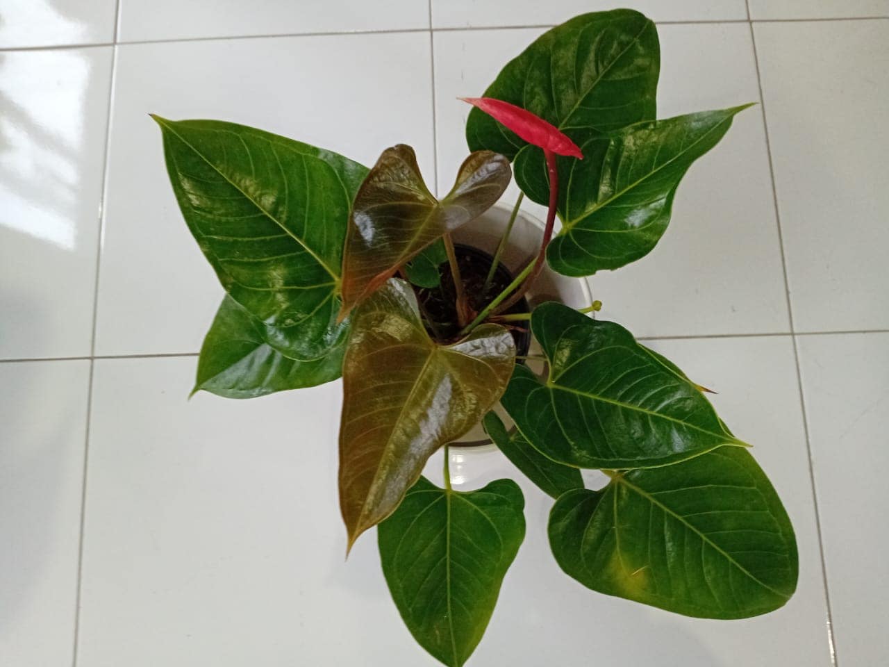 Anthurium