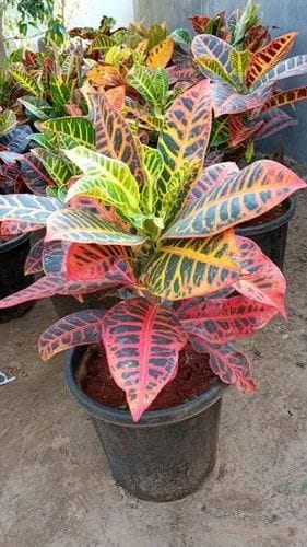 Croton Petra