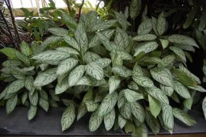Silver Queen Aglaonema - Image 3