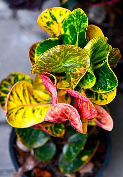 Apple croton