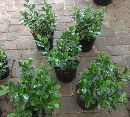 Green Island Ficus