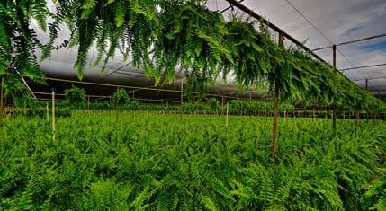 Boston Fern - Image 3