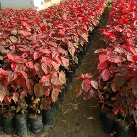 Acalypha