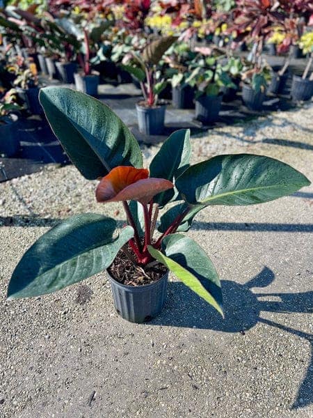Rojo Congo Philodendron