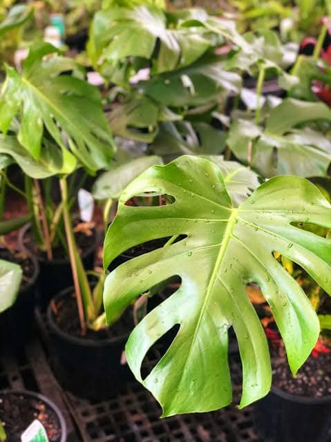 Monstera Deliciosa