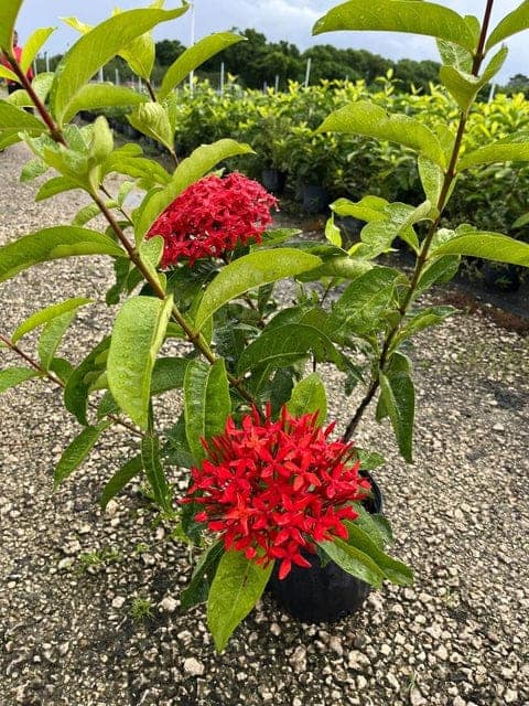 Ixora Super King