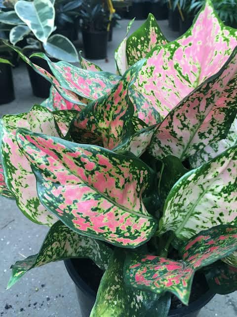 Aglaonema (Pink)