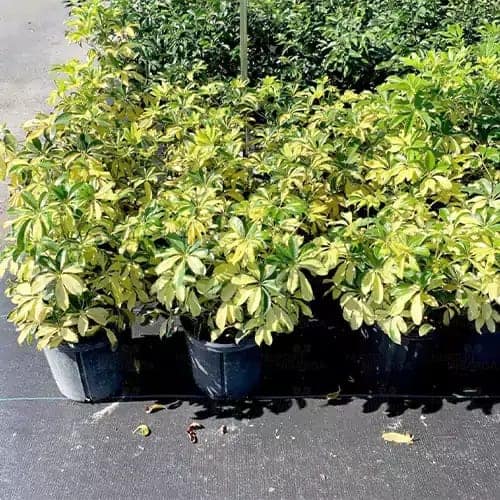 Schefflera (Variegated)