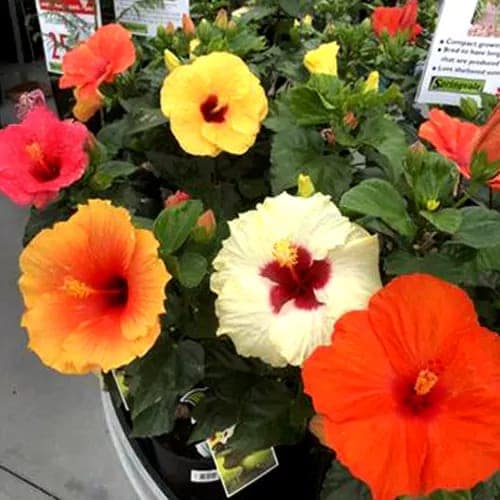 Hibiscus