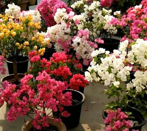Bougainvillea