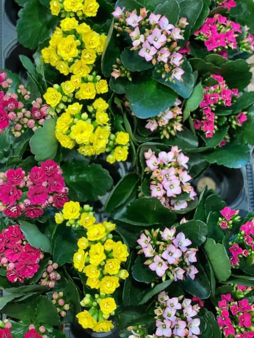 Kalanchoe