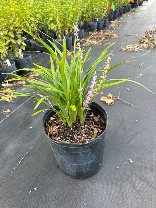 Liriope