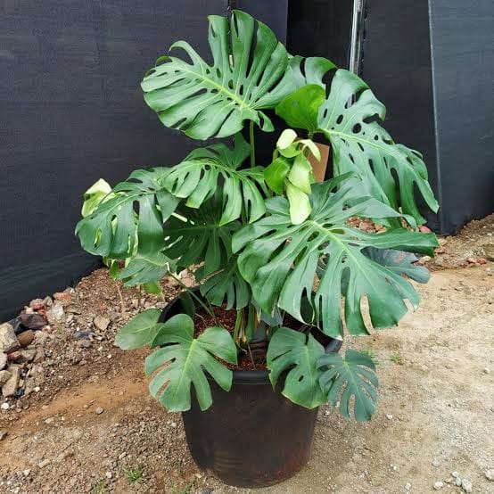 Monstera Deliciosa - Image 3