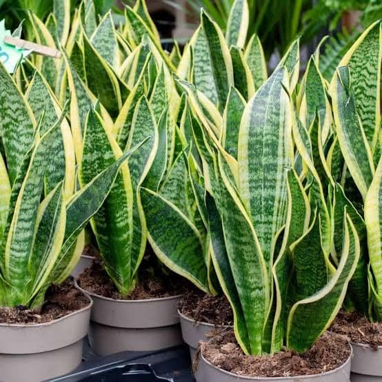 Sansevieria (Snake Plant) - Image 3