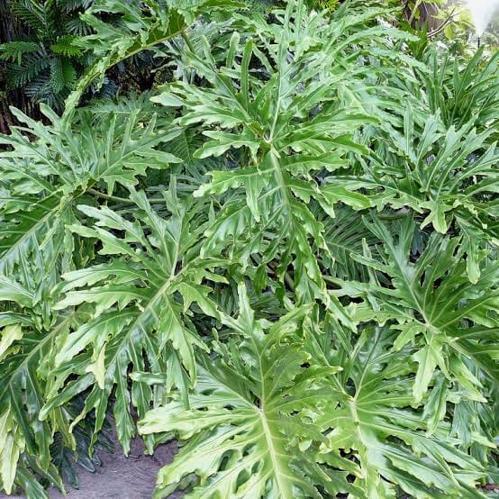 Philodendron Selloum (Split Leaf)