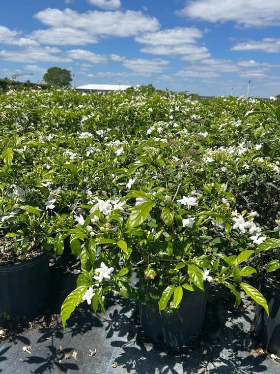 Pinwheel Jasmine