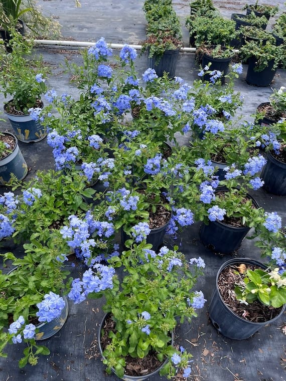 Plumbago (Blue)