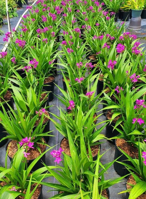 Spathoglottis (Poor man's orchid)