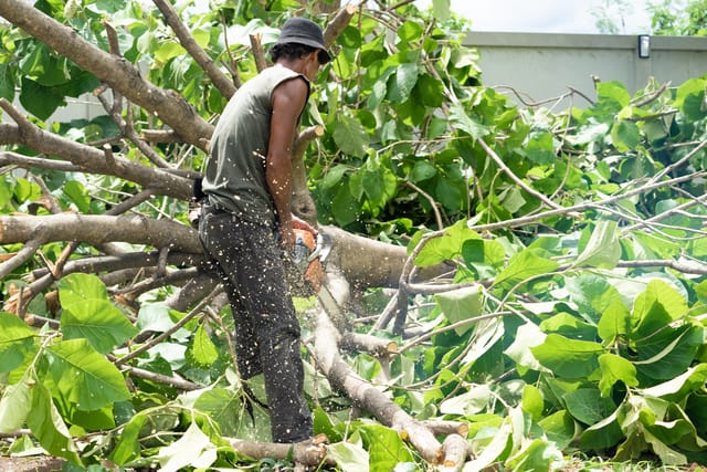 Portrait of arbrist cutting the branches of golden teak tree by