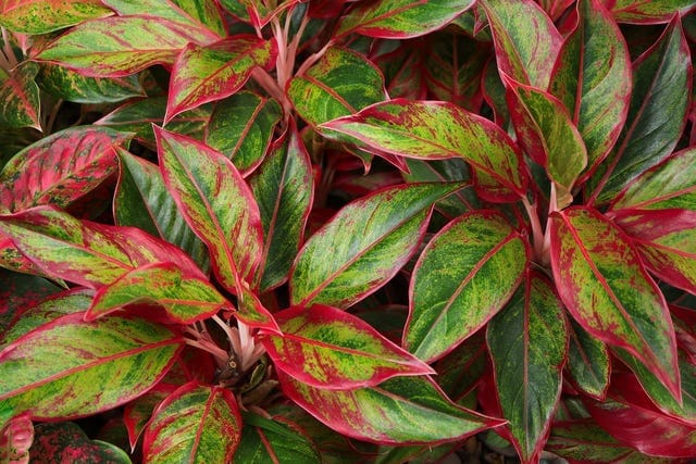 Aglaonema (Red)