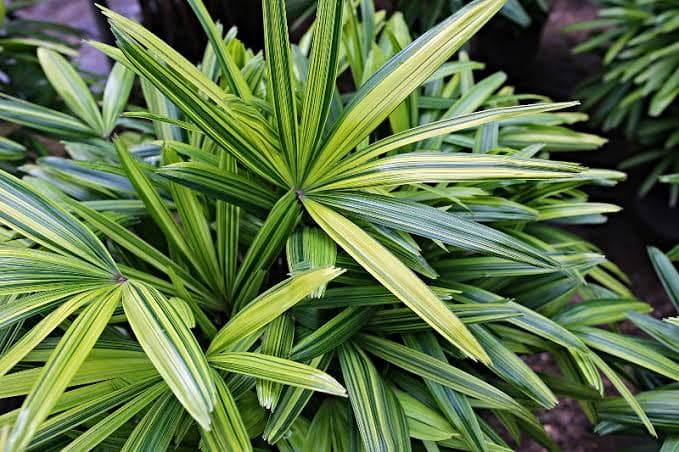 Variegated Raphis