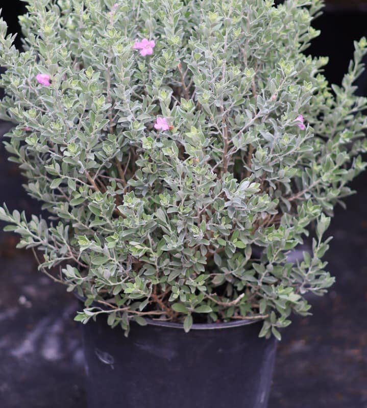 Texas Sage