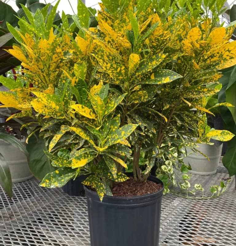Croton Gold Dust