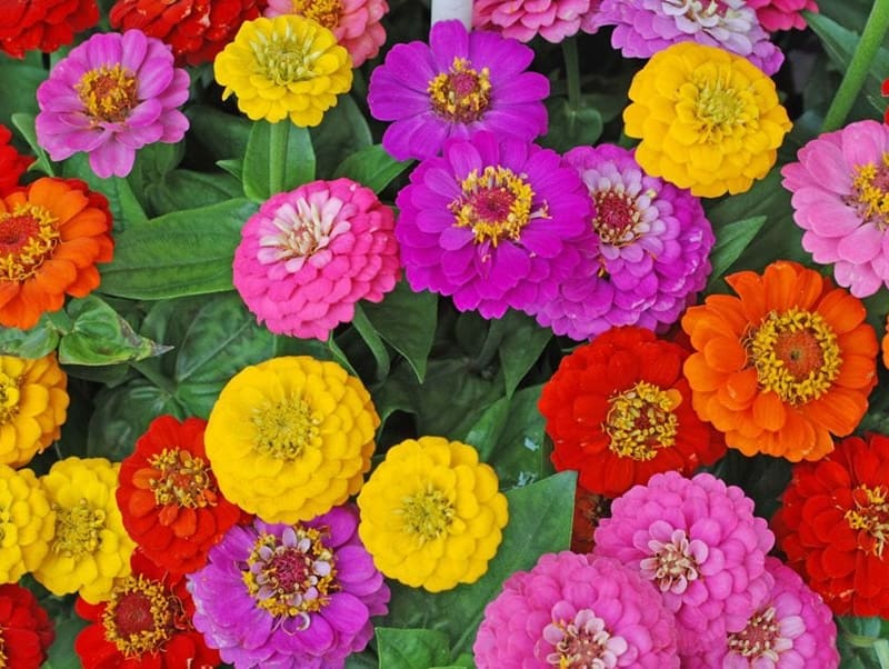 Zinnia