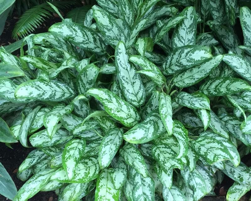 Silver Queen Aglaonema