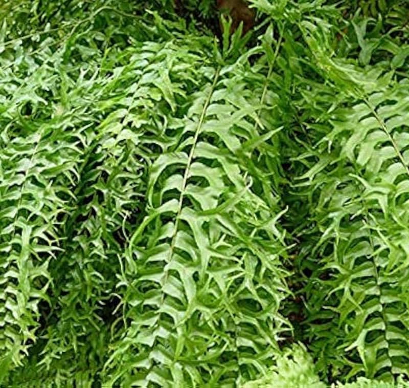 Fishtail Fern