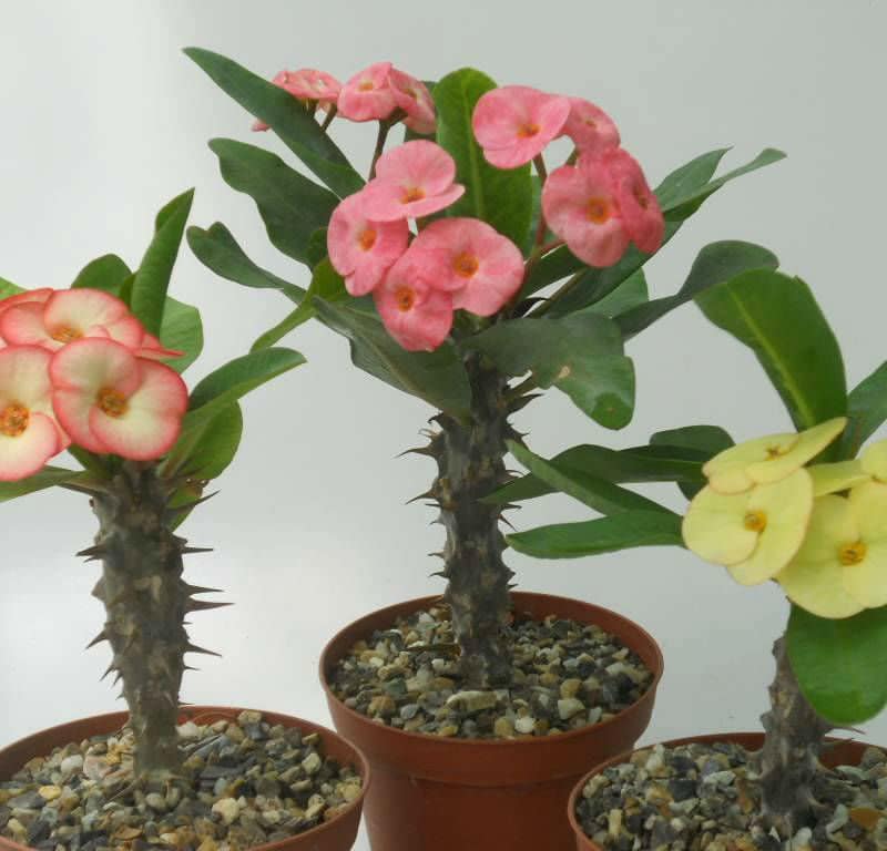 Crown of Thorns