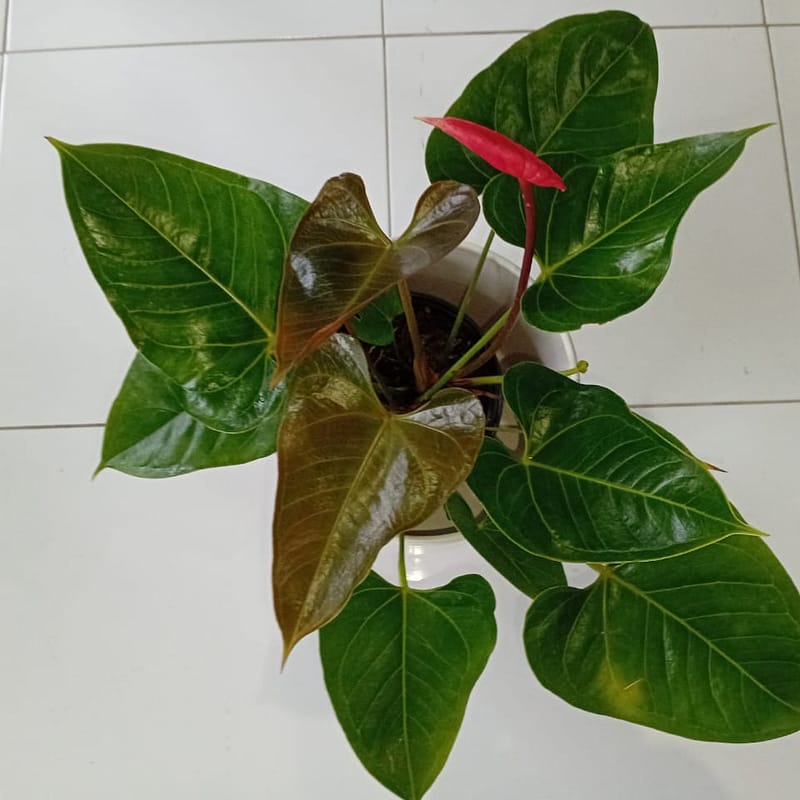 Anthurium