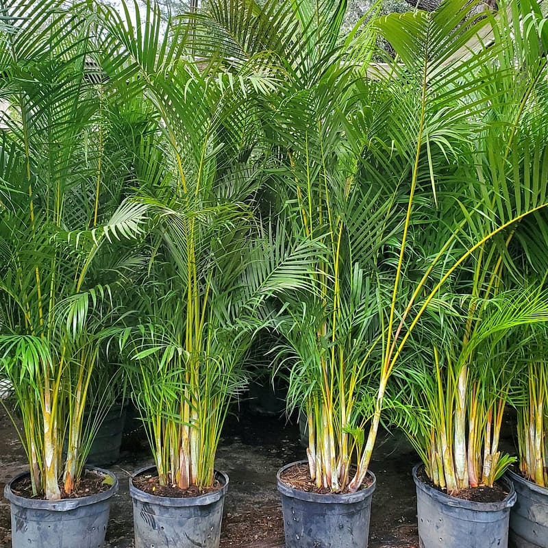 Areca Palm