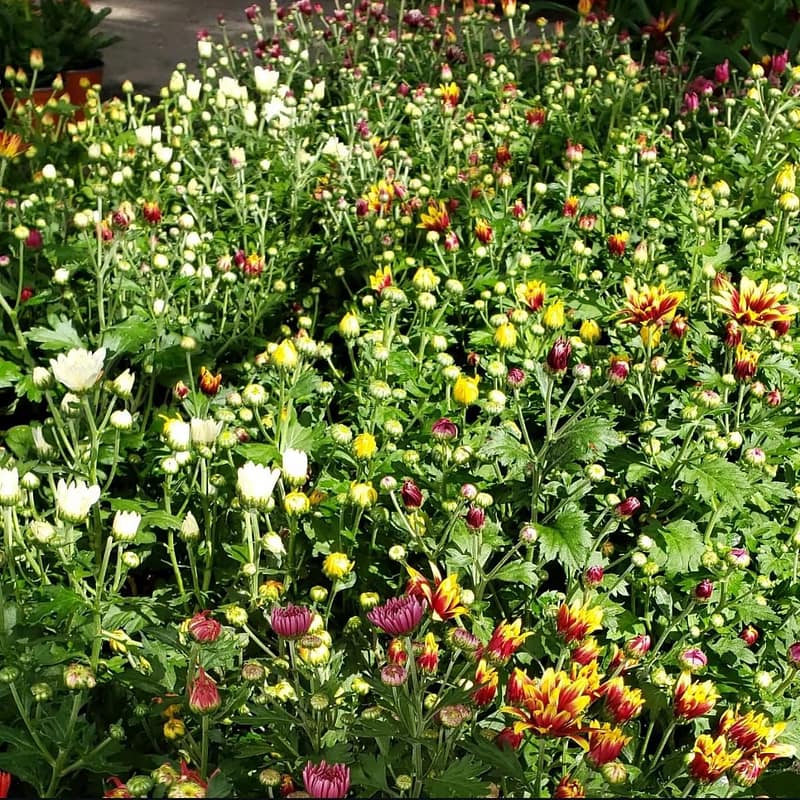 Chrysanthemum