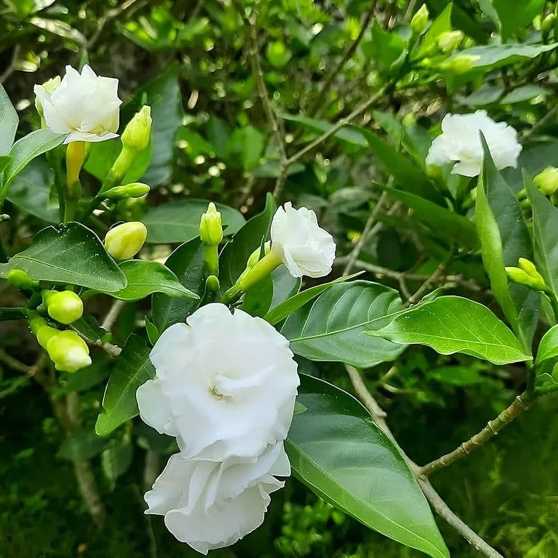 Coffee Rose