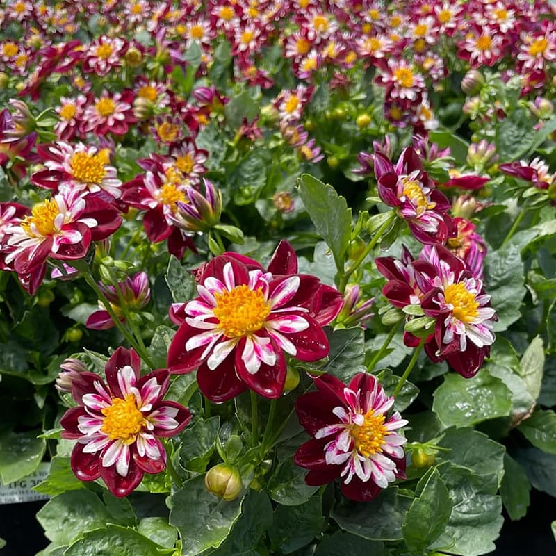 Dahlia