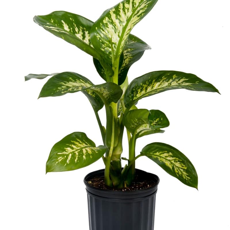 Dieffenbachia (Dumb Cane)