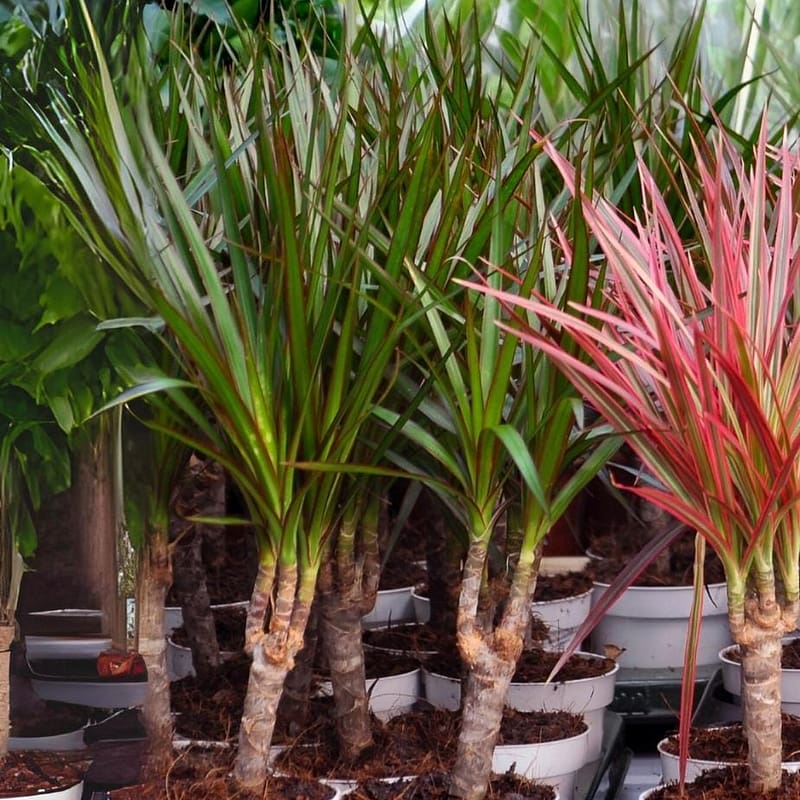 Dracaena Marginata