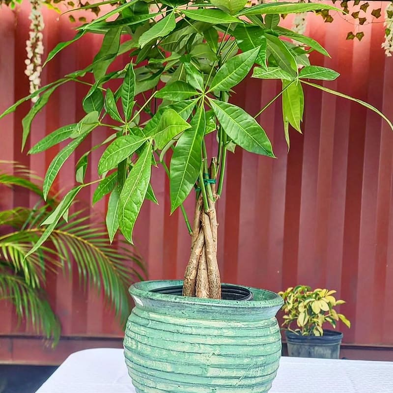 Guiana Chestnut (Money Tree)