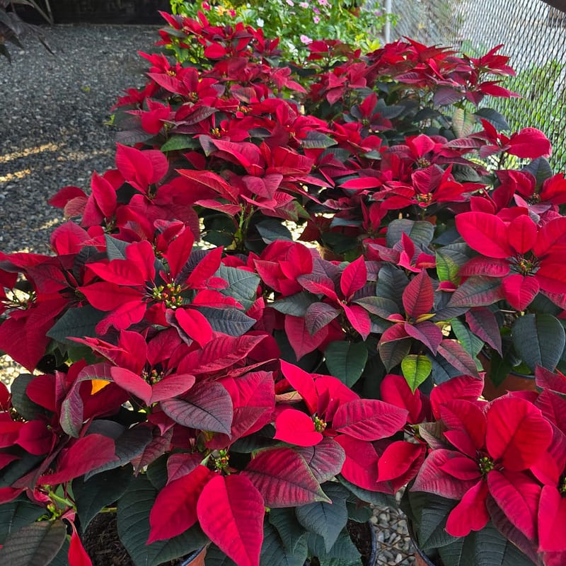 Variegated White Poinsettia