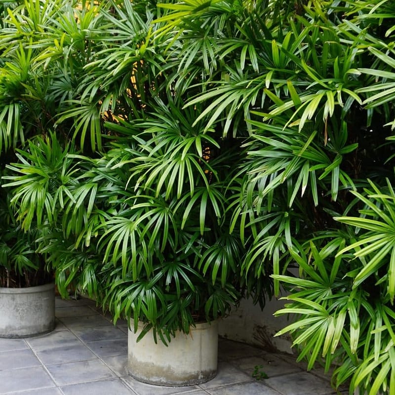 Rhapis Palms