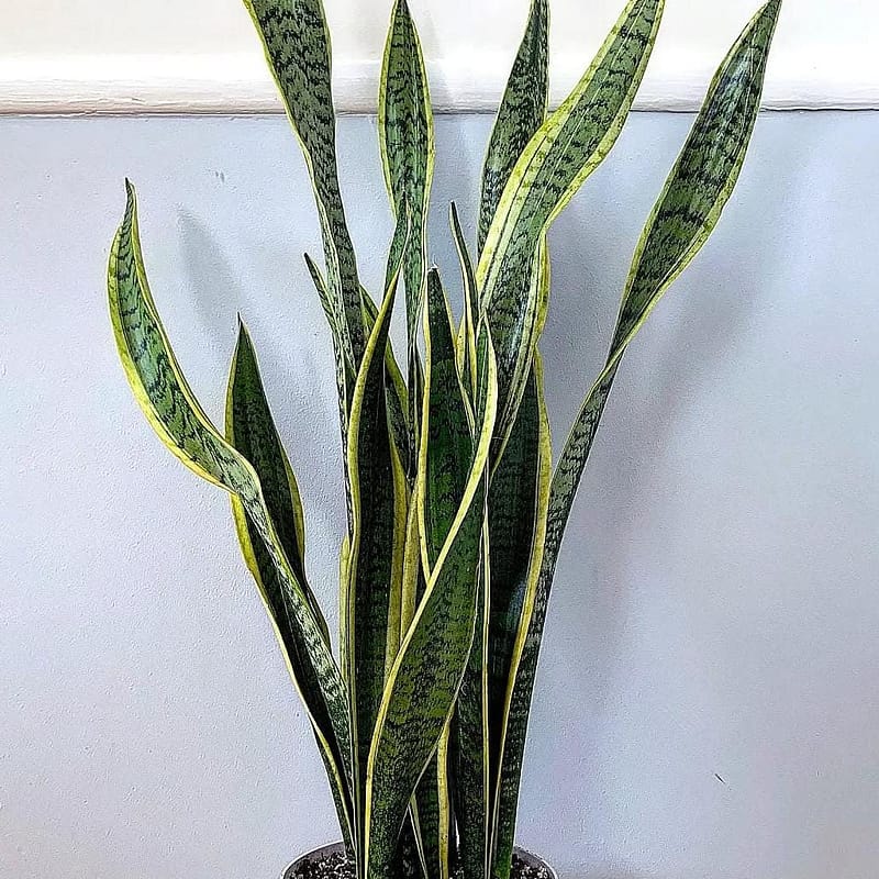 Sansevieria (Snake Plant)
