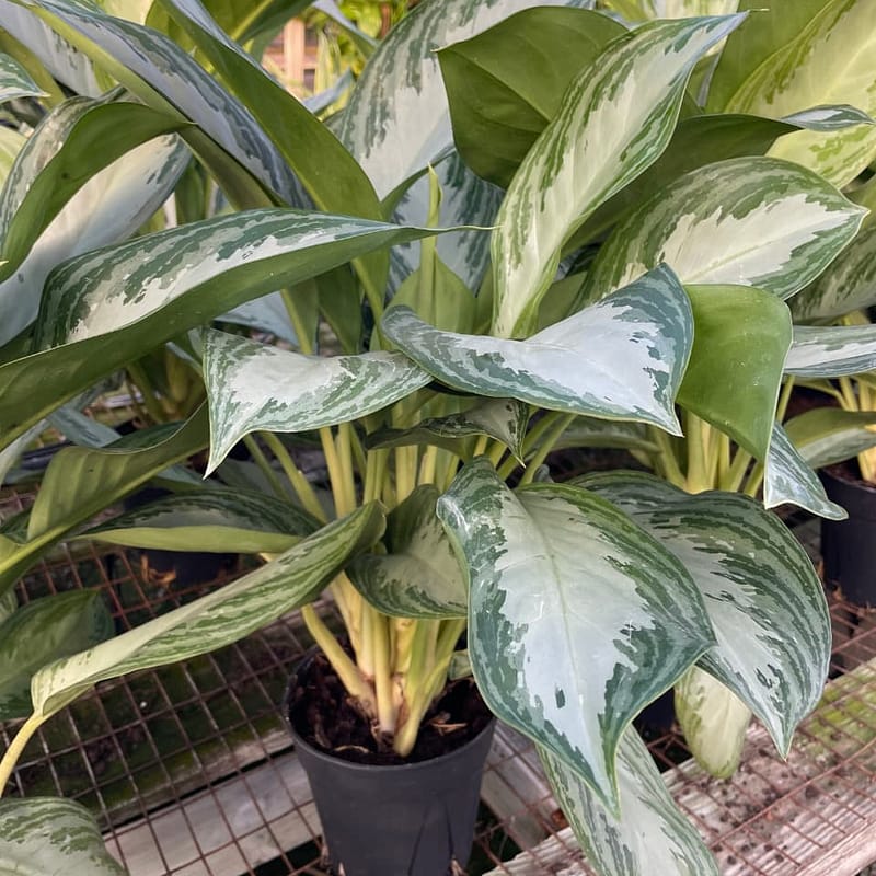 Silver Bay Aglaonema