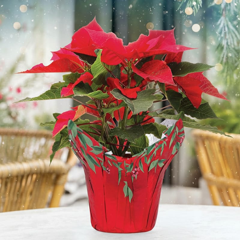 Holiday Wonder